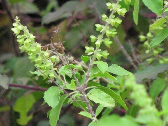 मंगलवार को हनुमान जी को अर्पित करें ये 5 चीजें, होगा लाभ ही लाभ