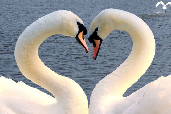 जब भीष्म पितामह ने युधिष्ठिर को बताया अनूठा रहस्य!