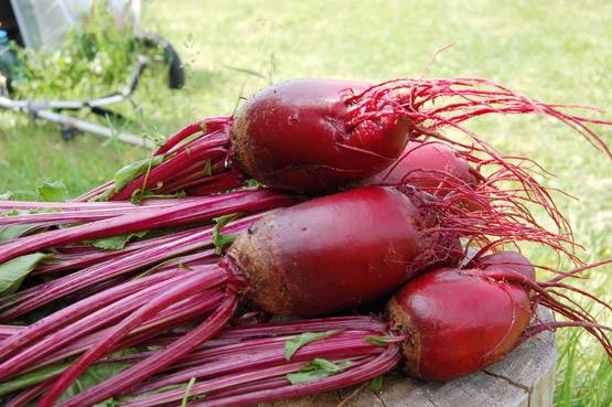 पुरुषों के लिए बहुत फायदेमंद होता है चुकंदर