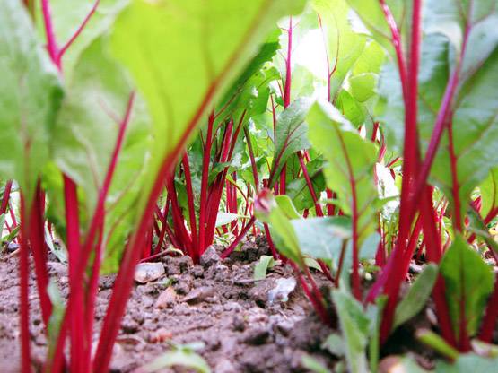 पुरुषों के लिए बहुत फायदेमंद होता है चुकंदर