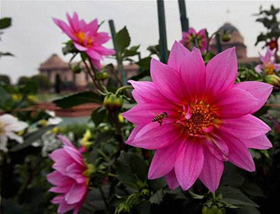 जानिए इस बार क्या खास रहेगा मुगल गार्डन में?