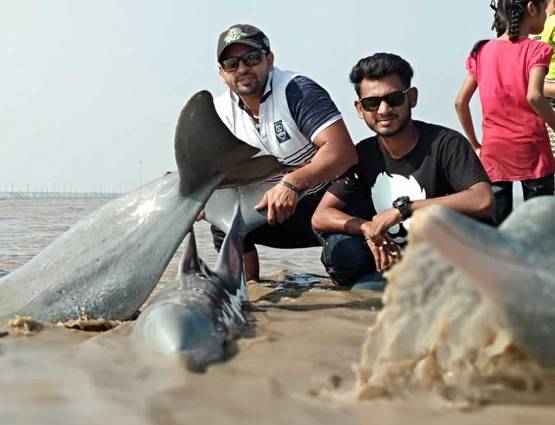 गुजरात में समुद्र किनारे दिखीं तीन डॉल्फिन, लोगों ने ली सेल्फी