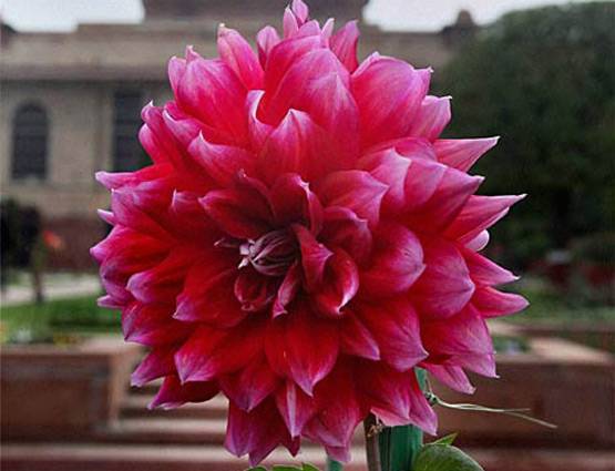 जानिए इस बार क्या खास रहेगा मुगल गार्डन में?