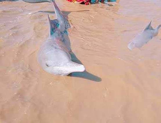 गुजरात में समुद्र किनारे दिखीं तीन डॉल्फिन, लोगों ने ली सेल्फी