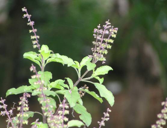 सूर्यास्त के बाद भूलकर भी ना करें ये 8 काम, होता है अशुभ!