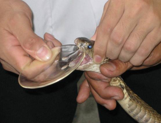 क्या सांप का विष पीने से आपकी मौत हो जाएगी?