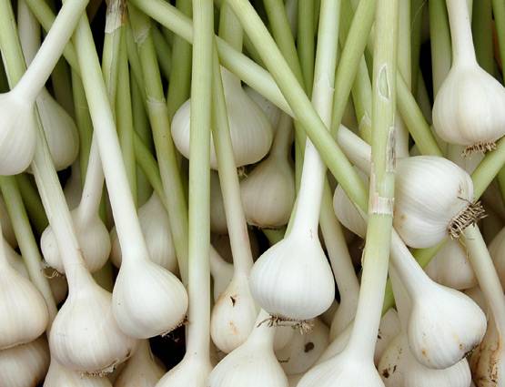 मर्दों के लिए वरदान है लहसुन