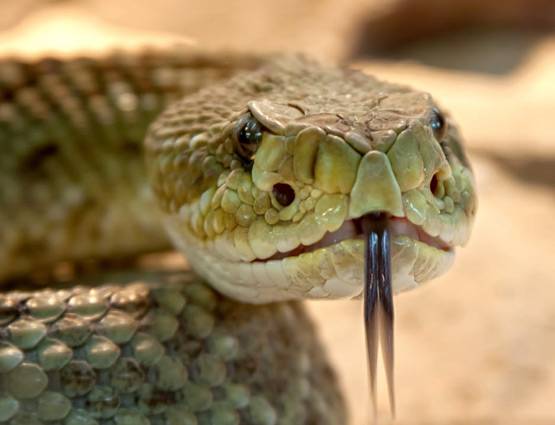 क्या सांप का विष पीने से आपकी मौत हो जाएगी?