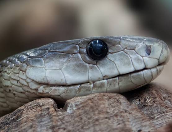 क्या सांप का विष पीने से आपकी मौत हो जाएगी?