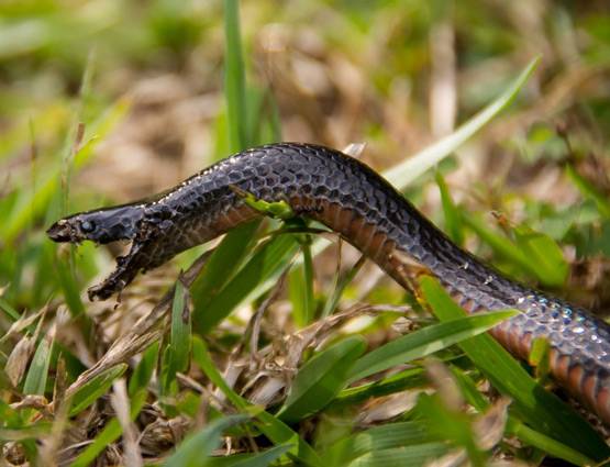 क्या सांप का विष पीने से आपकी मौत हो जाएगी?