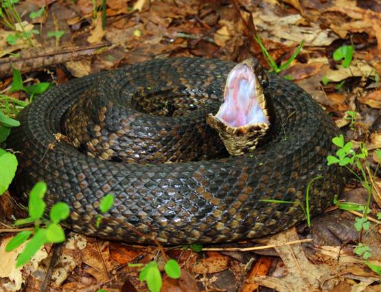 क्या सांप का विष पीने से आपकी मौत हो जाएगी?