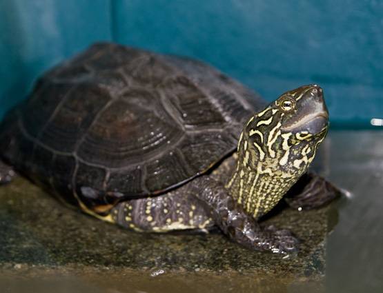 घर में कछुआ रखने के हैं कई लाभ, पर जरूर रखें दिशा का ध्यान