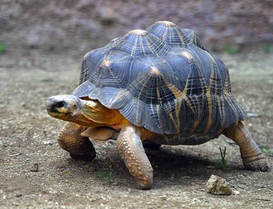 घर में कछुआ रखने के हैं कई लाभ, पर जरूर रखें दिशा का ध्यान
