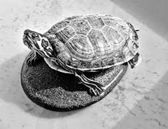 घर में कछुआ रखने के हैं कई लाभ, पर जरूर रखें दिशा का ध्यान