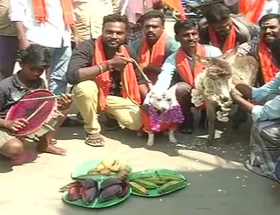 वेलेंटाइन डे पर इस हिन्दू फ्रन्ट ने कराई गधे-कुत्ते की शादी, PICS