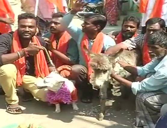 वेलेंटाइन डे पर इस हिन्दू फ्रन्ट ने कराई गधे-कुत्ते की शादी, PICS