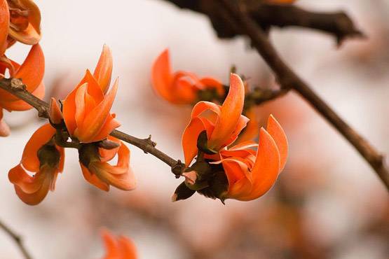 केमिकल रंग हैं नुकसानदेह, होली पर ऐसे बनाएं हर्बल कलर