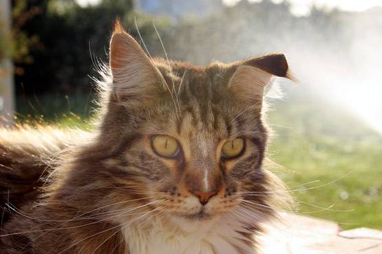 सपने में दिखें ये चीजें तो बिल्कुल ना करें अनदेखी!