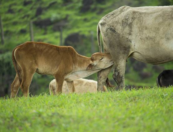 शीतला अष्टमी पर भूलकर भी ना करें ये 4 काम!