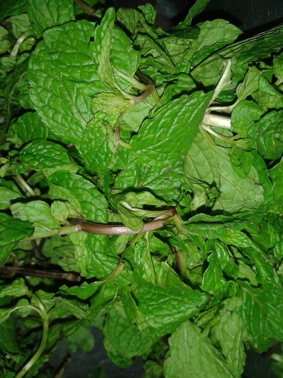 केमिकल रंग हैं नुकसानदेह, होली पर ऐसे बनाएं हर्बल कलर