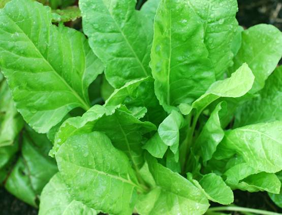 दोबारा गर्म करके कभी ना खाएं ये चीजें, सेहत के लिए है खतरनाक