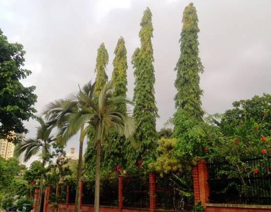 तरक्की और समृद्धि के लिए घर में लगाएं ये 10 पौधे