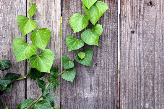 तरक्की और समृद्धि के लिए घर में लगाएं ये 10 पौधे