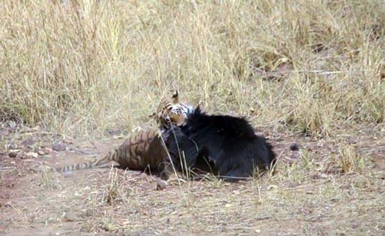 भालू-बाघ की खौफनाक फाइट Video में कैद, देखें कौन जीता?