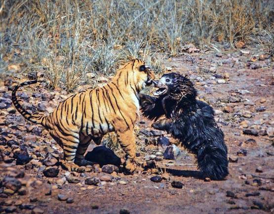 भालू-बाघ की खौफनाक फाइट Video में कैद, देखें कौन जीता?