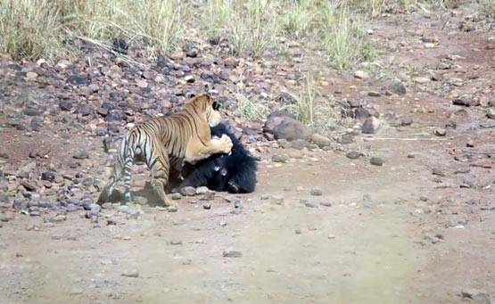 भालू-बाघ की खौफनाक फाइट Video में कैद, देखें कौन जीता?