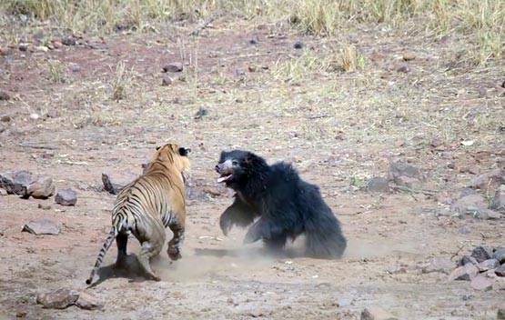 भालू-बाघ की खौफनाक फाइट Video में कैद, देखें कौन जीता?