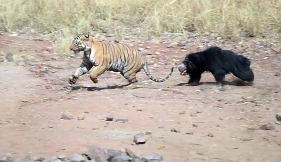 भालू-बाघ की खौफनाक फाइट Video में कैद, देखें कौन जीता?