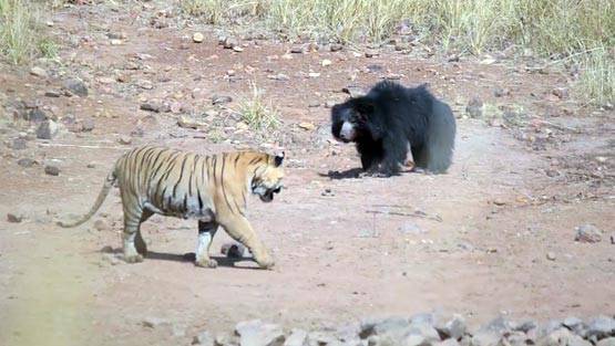 भालू-बाघ की खौफनाक फाइट Video में कैद, देखें कौन जीता?