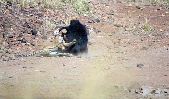 भालू-बाघ की खौफनाक फाइट Video में कैद, देखें कौन जीता?