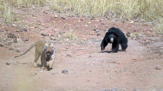 भालू-बाघ की खौफनाक फाइट Video में कैद, देखें कौन जीता?