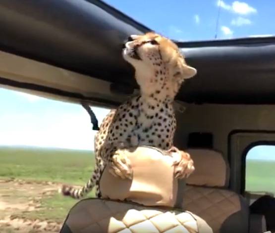 PICS: कार में घुसा चीता, मौत करीब देख कांपने लगे टूरिस्ट