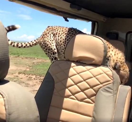 PICS: कार में घुसा चीता, मौत करीब देख कांपने लगे टूरिस्ट