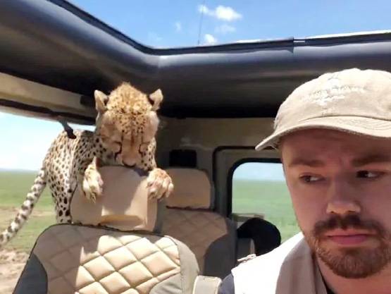 PICS: कार में घुसा चीता, मौत करीब देख कांपने लगे टूरिस्ट