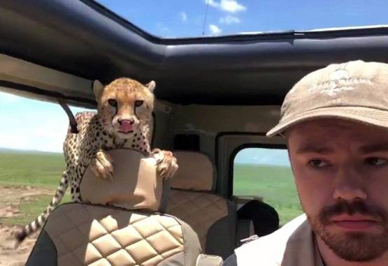 PICS: कार में घुसा चीता, मौत करीब देख कांपने लगे टूरिस्ट