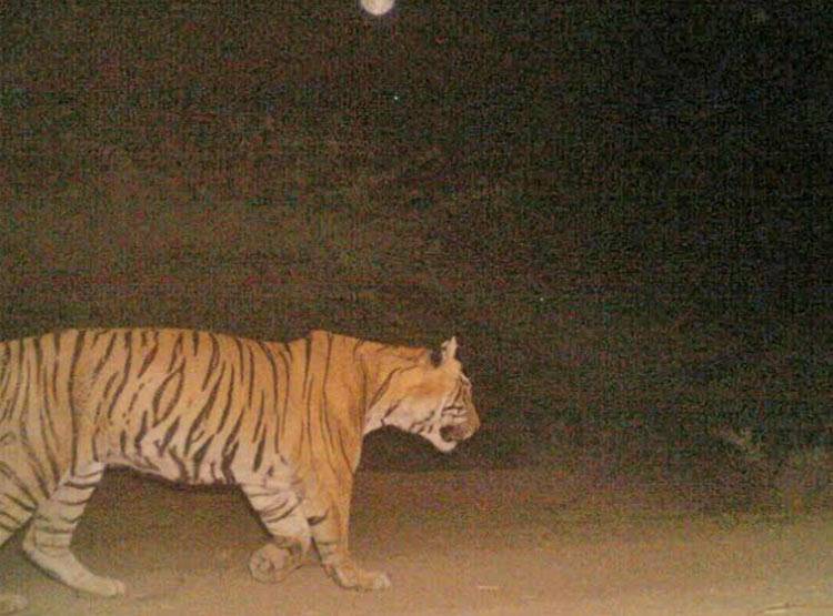 राजस्थान में 2 दिनों में 2 बाघ की मौत, एक हुआ लापता