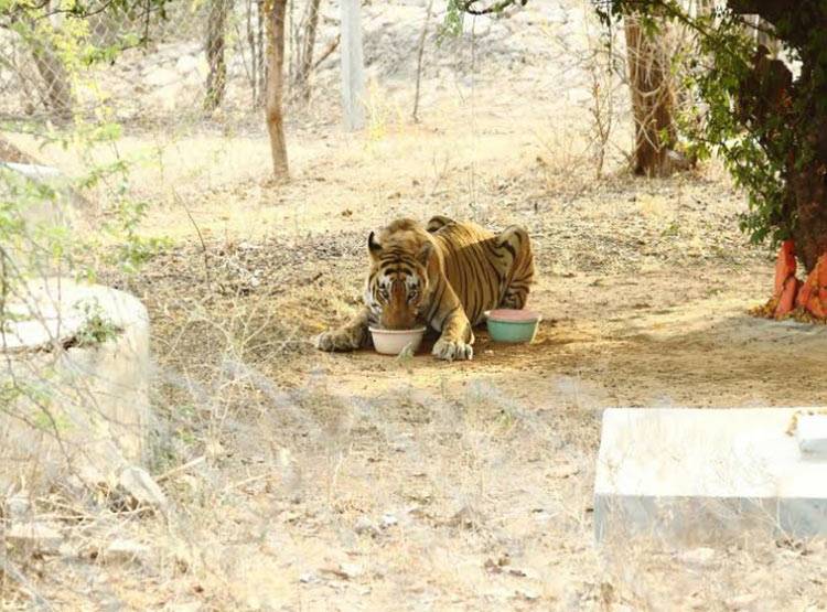 राजस्थान में 2 दिनों में 2 बाघ की मौत, एक हुआ लापता
