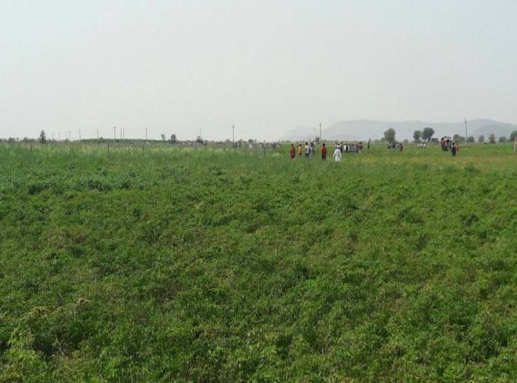 राजस्थान में 2 दिनों में 2 बाघ की मौत, एक हुआ लापता