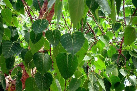 सोमवती अमावस्या पर भूलकर भी ना करें ये 10 काम!