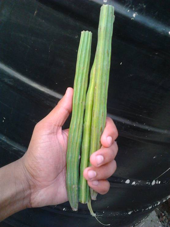 शारीरिक मजबूती चाहिए तो रोज करें इस सब्जी का सेवन