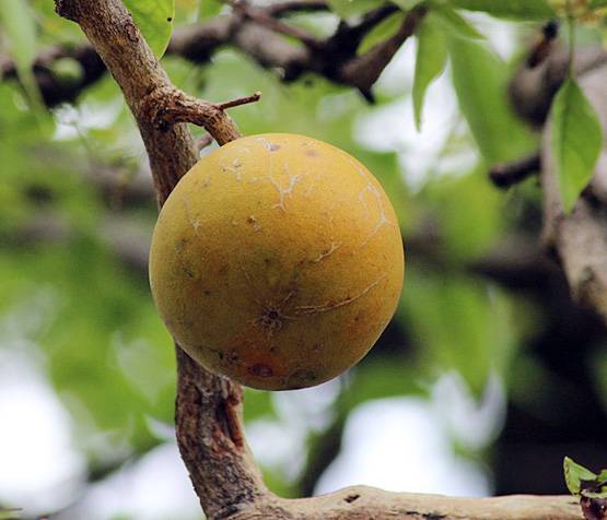 रोज पिएं इस फल का जूस, पुराना कब्ज भी हो जाएगा जड़ से खत्म