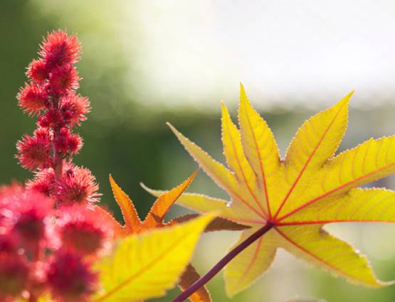 आंखों की जलन दूर होगी और बढ़ेगी ज्योति, करें ये आसान उपाय