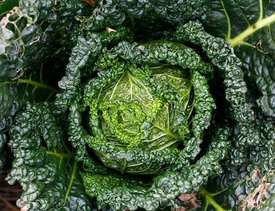 निखरी हुई त्वचा चाहते हैं तो जरूर खाएं ये 10 चीजें!