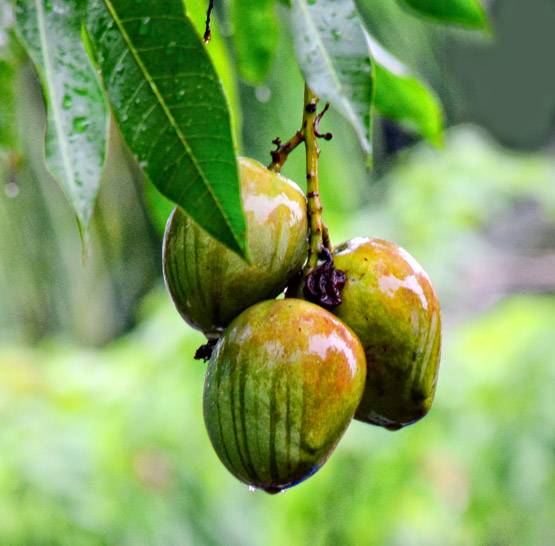 आम का पना सेहत के लिए होता है बहुत फायदेमंद