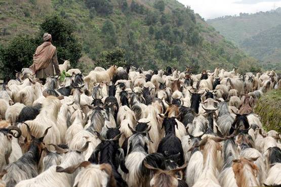 बकरवाल हिंदू हैं या मुस्लिम? कई युद्ध में बने सेना के मददगार