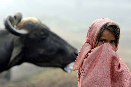 बकरवाल समाज के साथ-साथ स्कूल भी बनेंगे घुमंतू, ऐसे होगी पढ़ाई